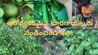 How To Grow  Healthy Organic Vegetables At Home || మా తోట లోని కూరగాయలు