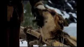 White Fang Trailer