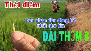 Thời điểm bón phân đón đòng tốt nhất cho lúa đài thơm 8 | lê chung vlog