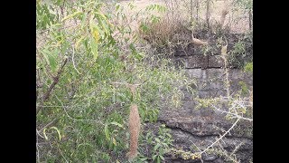 தூக்கணங்குருவி| இந்த குருவி இனங்களை பாதுகாக்க வேண்டும் #sleeping #sparrow #trending #kuruvi