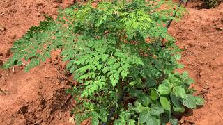 Drumstick Plant Pruning in Manya Agro Farm