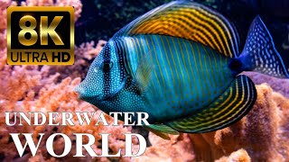 Underwater World 8K ULTRA HD – Marine Life, Sea Animals and Coral Reef