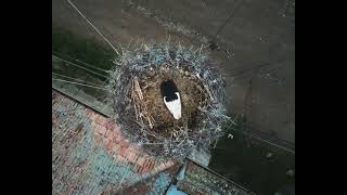 Crane nest, Transylvania, Romania (DJI Drone footage)