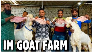 IM Goat Farm | Aurangabad’s Best Hyderabadi Breeding Setup