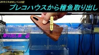 2021.3.9のキンペコ日記：プレコハウスからキンペコ稚魚13匹回収した映像を紹介します。