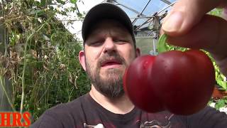 ⟹ Pimento Pepper | Capsicum annuum | Plant and pod review 2018