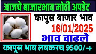 आजचे कापसाचे भाव वाढले 16 जानेवारी 2025 || कापुस बाजार भाव वाढले| Cotton Market Rate | Kapus Bazar