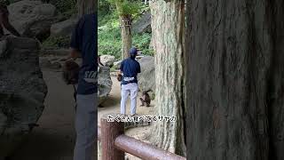 【高崎山自然動物園】ご飯中のサヤカ #高崎山自然動物園 #ニホンザル #高崎山 #日本猿