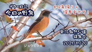 ギター日記　今日の野鳥　・　見沼自然公園探鳥会　2021年11月20日