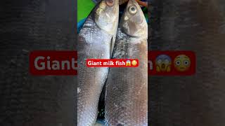 #giant milk fish #trending  #viralvideo  #milkfish