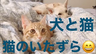 【保護犬サラと保護猫トラ】トラいたずら編😆　犬と猫　【なかよし犬と猫】【保護猫　保護犬　かわいい癒やし動画】【犬と猫どっちも飼ってると毎日たのしい】