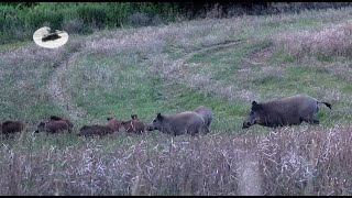 Monster Wild Boar – Biggest Ever!  Roebuck hunting in July - malformed roebuck down!