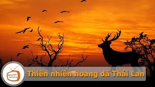 Thiên nhiên ở Thái Lan 🐘 Động Vật Hoang Dã TV | 🔊 Thuyết Minh