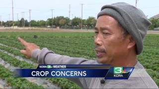 Central Valley growers concerned about changing weather