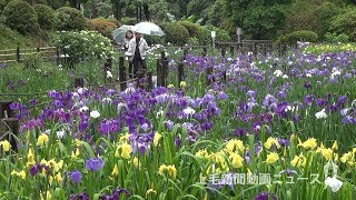 梅雨彩るハナショウブ　桐生・吾妻公園