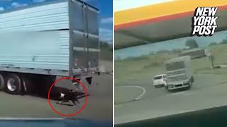 Good Samaritan helps save dog dragged by semi-truck