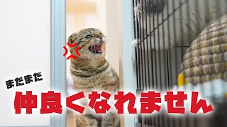 先住猫が何度も威嚇するせいで子猫にある変化が起こりました…