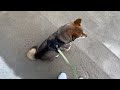 shiba inu what google won t tell you