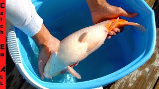 PREGNANT Koi FISH Needs BURPING!