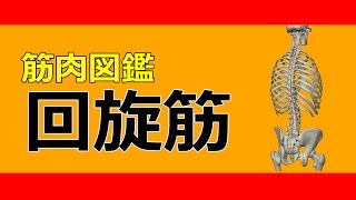 【筋肉動画図鑑】回旋筋（横突棘筋） - 筋肉研究所