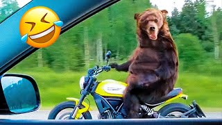 Funny Animal Videos 2023 😇 - Funniest Dogs and Cats Videos| Pets Island
