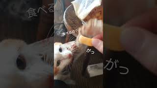 みーすけは塩対応。【猫の扁平上皮癌】#cat #扁平上皮癌 #猫のいる暮らし #食いしん坊猫