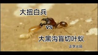 【精彩高清斗蚁】原声   大扭白兵vs大黑沟+黑沟vs聚纹vs拟黑多刺蚁