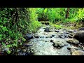 Natural River Sound ASMR for Restful Sleep | 10 Hours of Tranquil Water Flow