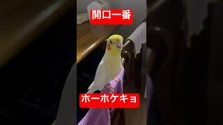 【開口一番❗️】朝からホーホケキョを連発するオカメインコがここにいる⁉️ #shorts #オカメインコ #かわいい #cockatiel #ルチノー #ペット #bird #ホーホケキョ