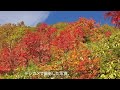 焼岳 2023年10月11日 見頃のナナカマドの紅葉、まるでメルヘンの世界