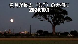 名月が長太（なご）の大楠に上がって来た。2020.10.1