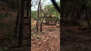 Lion at Belagavi zoo #lionking #shorts #belgaumlion #bhuramattizoo