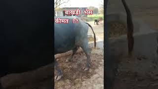 बाखड़ी भैंस 12+ दूध बड़े full size #buffalo #ytnitendra93 #milkdairy #bhains