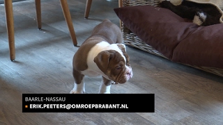 Twee gestolen pups weer terug in het nest in Baarle-Nassau