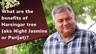 What are the benefits of the Harsingar tree (aka Night Jasmine or Parijat)?