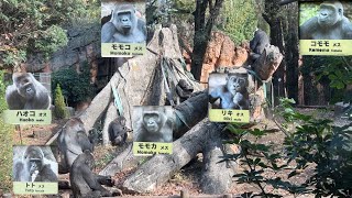 ハオコファミリー勢揃い【2022年12月11日】【上野動物園】ゴリラ