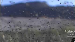 Swarming Alkaline Flies on Mono Lake