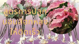 บอนสีฮกหลง #ไม้ด่างไม้ประดับ #ไม้มงคล #5อันดับบอนสีที่คนถามหา