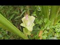 sow water spinach to find pickled thai bamboo shoots