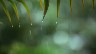 Relaxing Music & Soothing Rain Sounds: Relaxing Piano Music, Lullaby Music, Peaceful Music