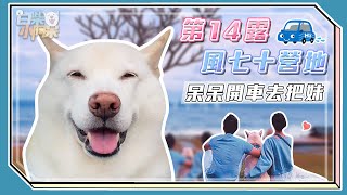 【不想呆在家】第14露 | 風七十露營地 ~風豪大R~#花蓮 | 海邊露營真是很棒 #白柴小阿呆的體驗生活 幸福狗狗