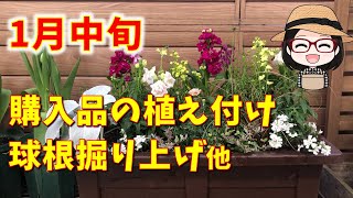 ストック、金魚草、ローダンセマムの寄せ植え〇クリスマスローズ古葉切り〇すき間だらけのハンギングその後〇アネモネの芽吹き〇グラジオラス掘り上げ〇食虫植物の植え替え〇