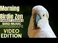 Morning Birdie Zen Happy Parrot Soundscape | HD Parrot TV VIDEO EDITION | 3+ Hours | Bird Room TV