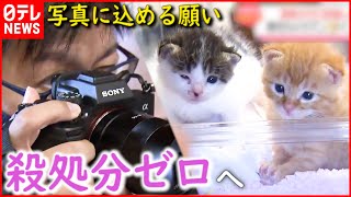 【猫】保護猫＆さくら猫 \