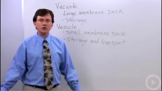 Vacuoles Vesicles