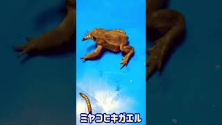 ミヤコヒキガエルにミルワームを与える（虫注意）