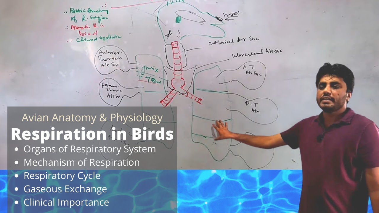 Respiratory System Of Birds / Respiration In Birds / Avian Anatomy And ...