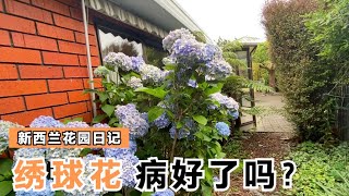 绣球花喷过药后，开花没？一起去花园看看