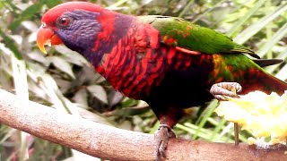 彩虹吸蜜鸚鵡開餐@香港公園尤德觀鳥園Rainbow Lorikeet at The Edward Youde Aviary of Hong Kong Park #鳥類 #birds #parrot