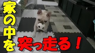 今日もボール遊びを要求するフレンチブルドッグ五郎！French bulldog Goro requesting ball play today!